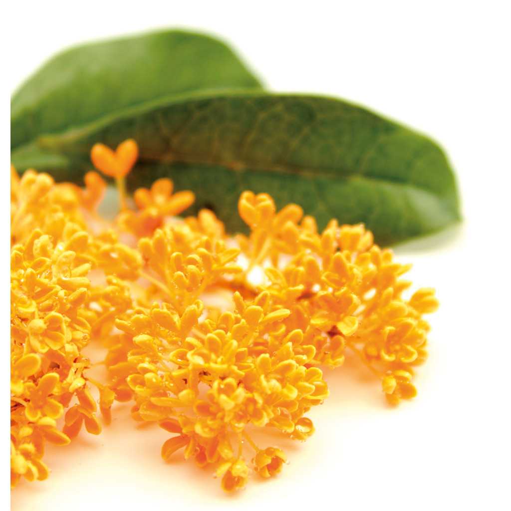 Deodorante Aires Osmanthus 750 ml INTERCHEM