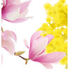 Deodorante Argonit Magnolia Mimosa 1 lt INTERCHEM