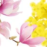 Deodorante Aires Magnolia e Mimosa 750 ml INTERCHEM