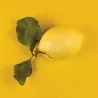 Stampo Silicone Limone30 N°15 Limoni 55x38h27+cutt SILIKOMART